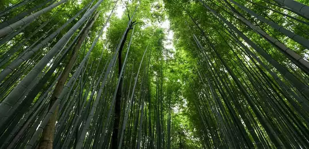 bamboo