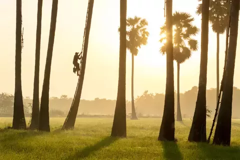 Our goal is to ensure a continuous supply of coconut originating from responsible sources.