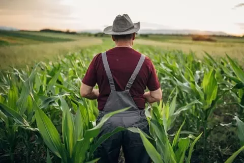 Farmer walking through field