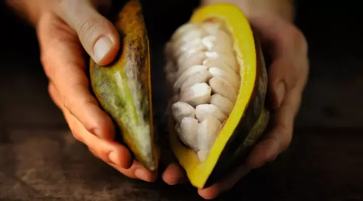 Opened cocoa fruit in hands