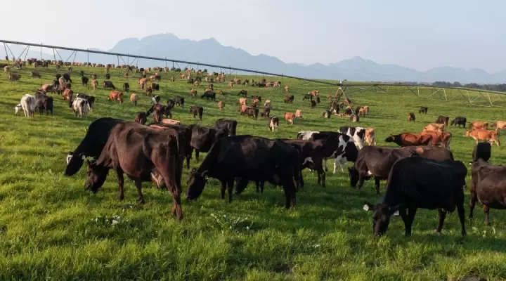 Nestlé is looking to reduce emissions in dairy.
