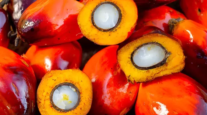 Palm oil transparency dashboard