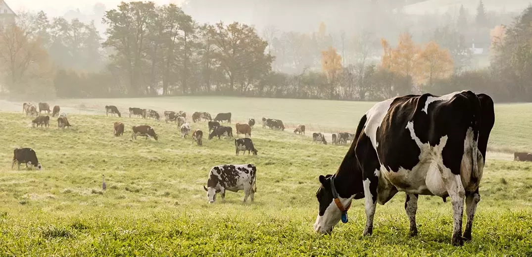 cows in field