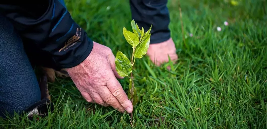 Man planting a tree