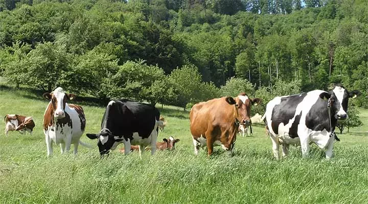 cows standing in field