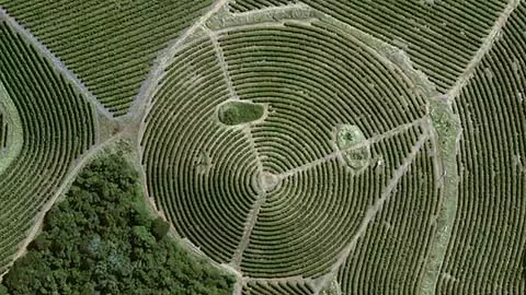 Coffee farm from satellite