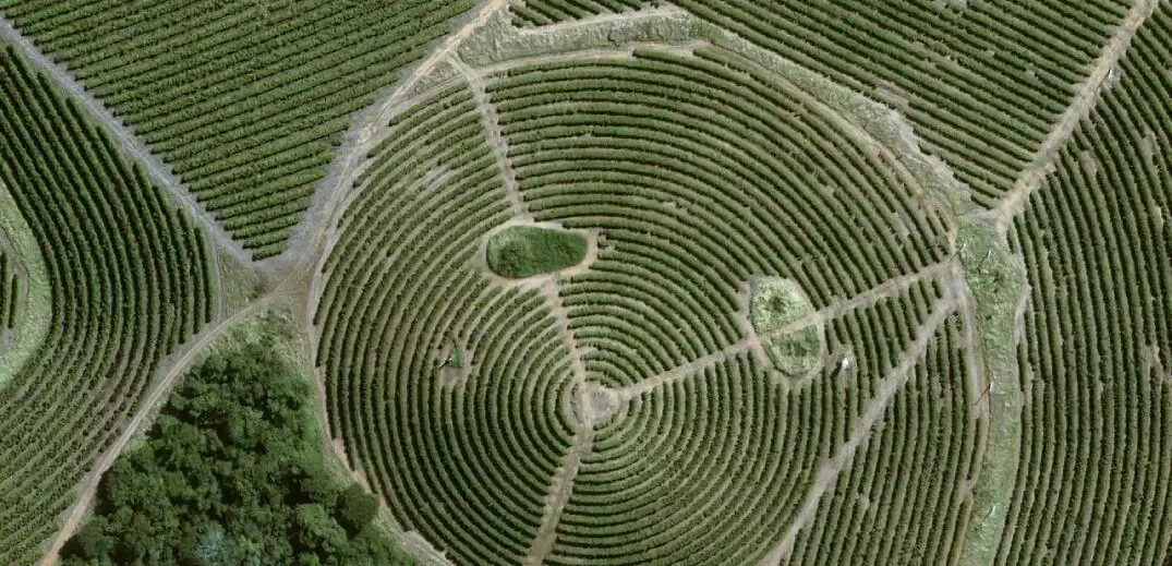Coffee farm