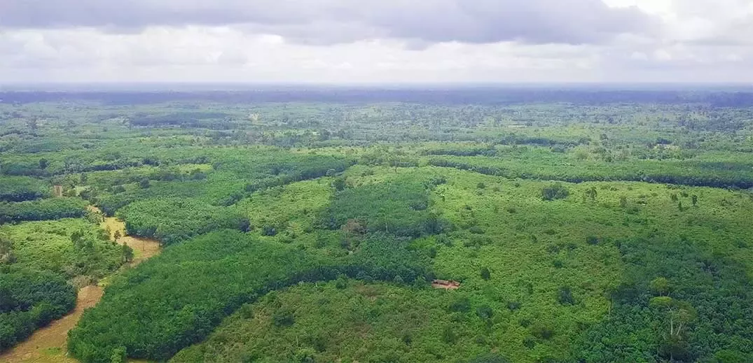 Cavally forest
