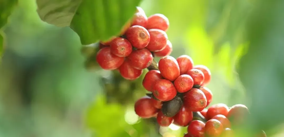 coffee beans
