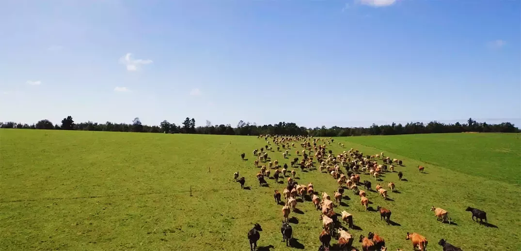 Cows