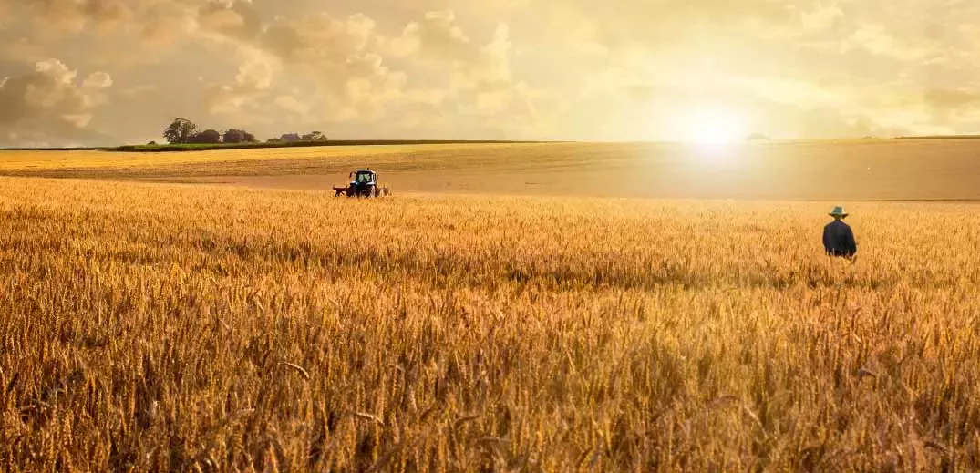 Wheat fields