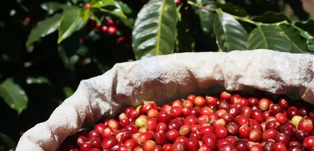 Raw coffee beans