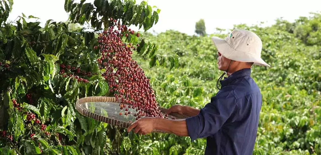 Coffee farmer
