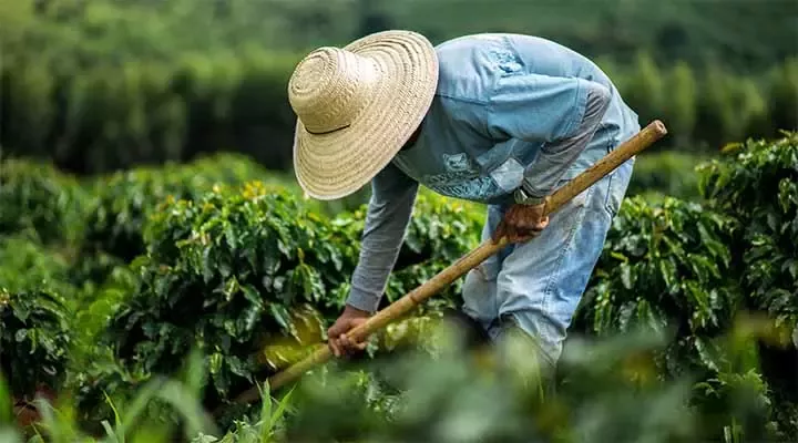farmer works in field