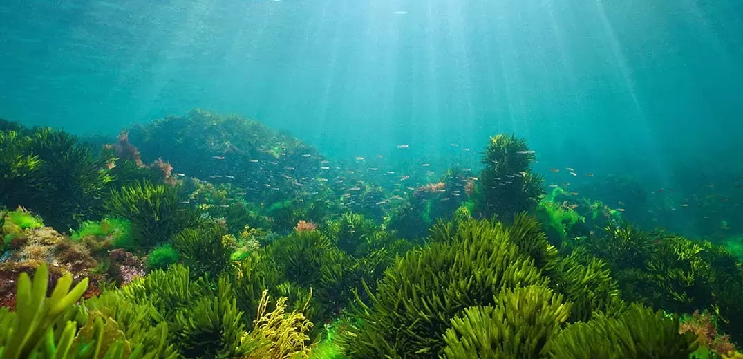 Fish and marine in the ocean