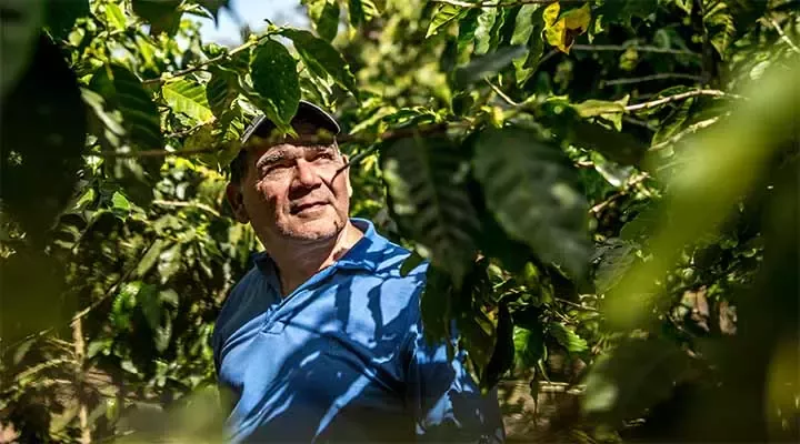 farmer inspecting crop