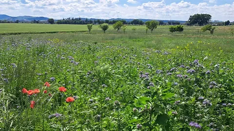 Field with flowers and trees in the background