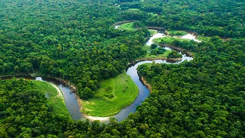 River among the woods
