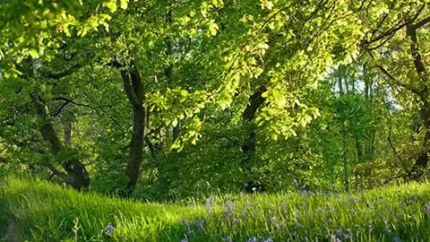 Wooded grasslands with wildflowers