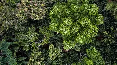 Nestlé is working to conserve and restore forests