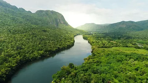 River in the forest landscape