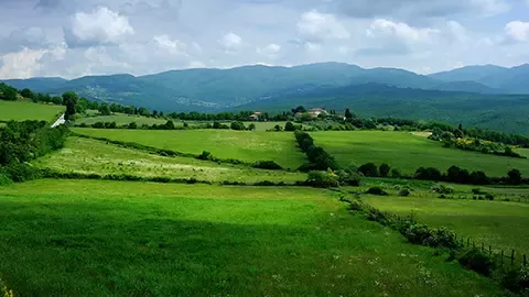 Fields