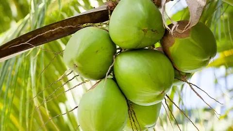 Coconut is a new addition to our list of raw materials.