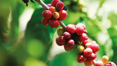 The coffee beans we source from farmers around the world go into some of our most iconic brands.