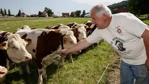 Person feeding cows in field