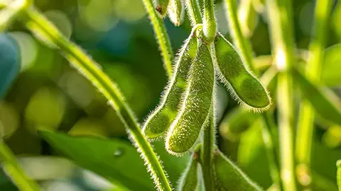 Soya is one of the world’s most important crops. We source it from Argentina, Brazil, Canada, Paraguay and the USA.