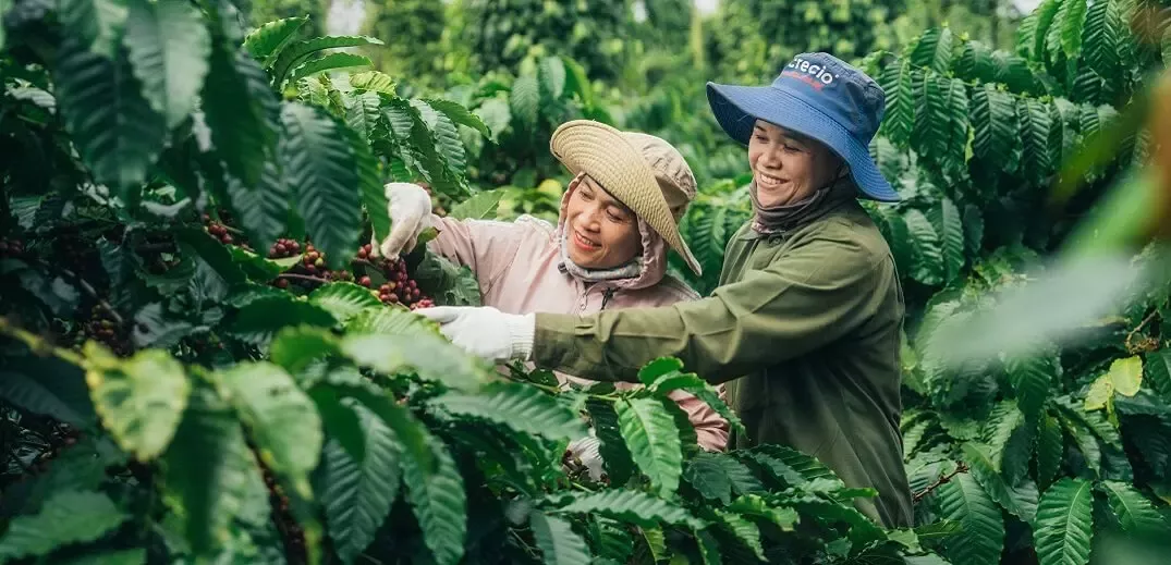 women picking coffee beans