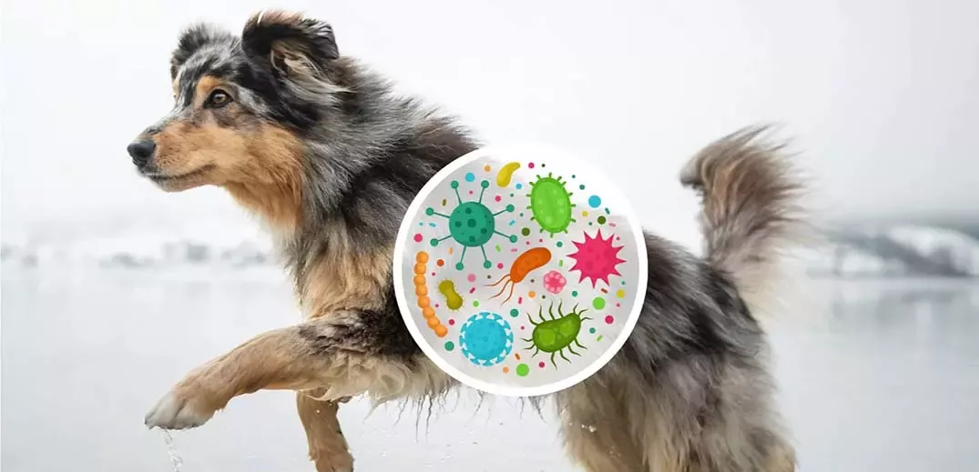 Dog running