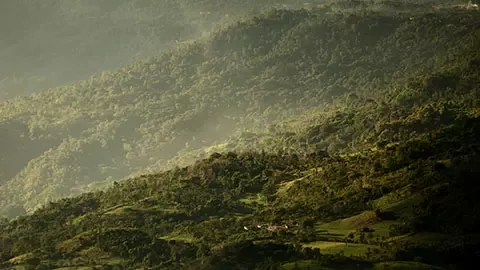 Nestlé is aiming for deforestation-free ingredients