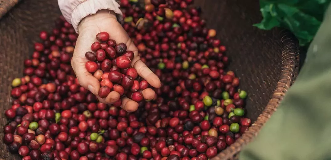 Raw coffee beans