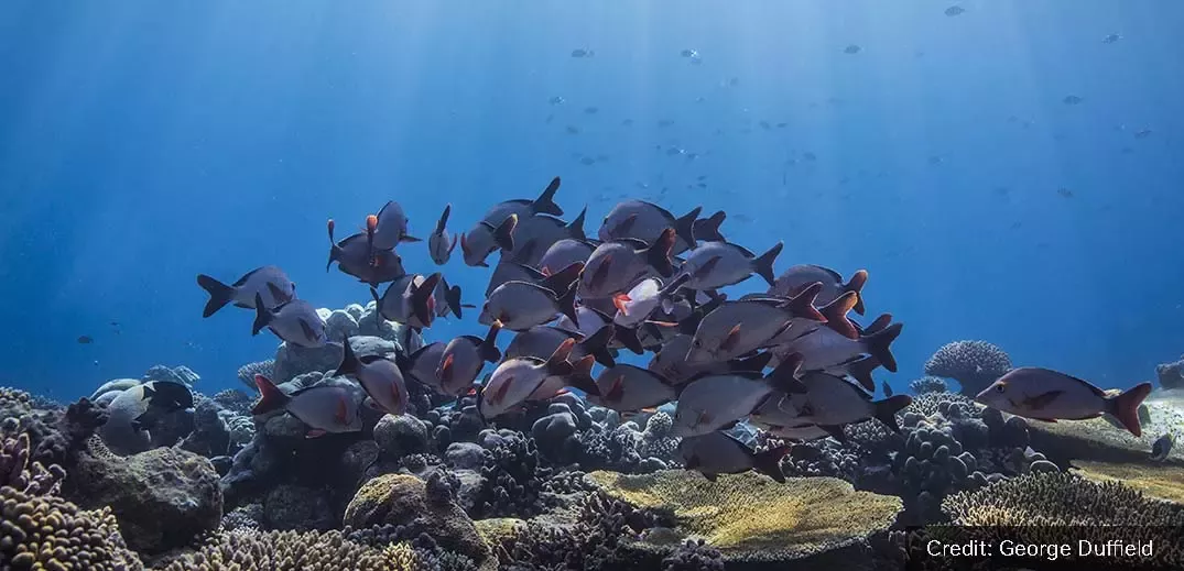 Ocean. Photo by George Duffield.