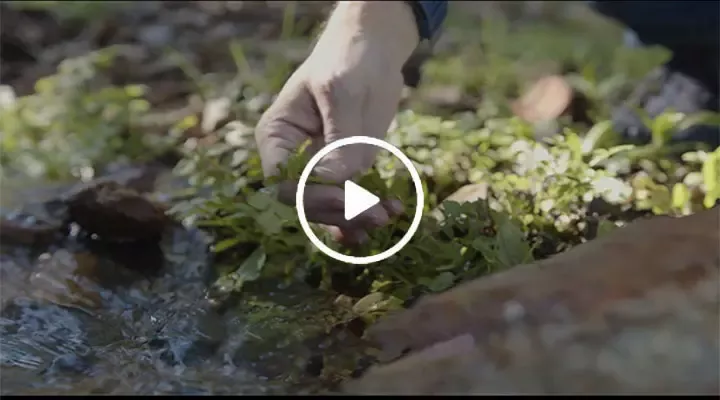 a man taking the grass near the stream