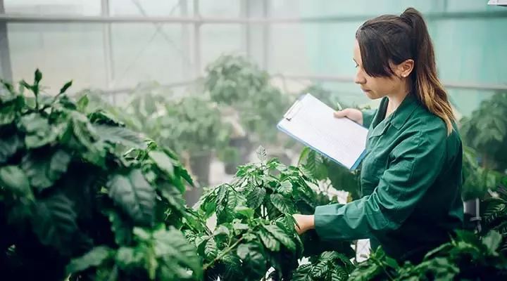 Woman working in greenhouse