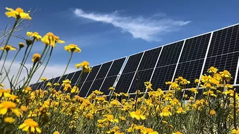 Solar panels on the field with yellow flowers