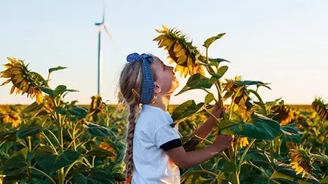Little girl smelling sunflower in the field