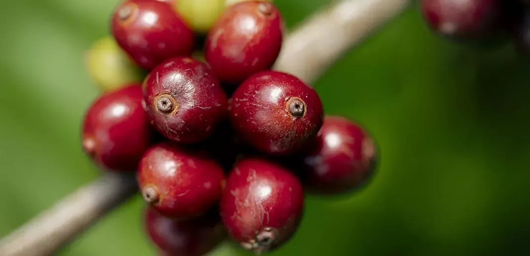 Raw coffee beans on tree
