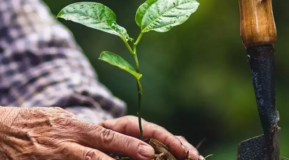 the man plants a plant in the ground