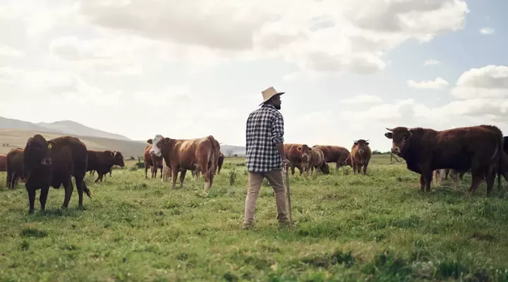 Farmer on the field with cows
