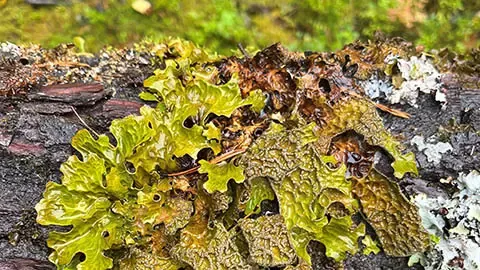 A large leafy lichen found on tree bark
