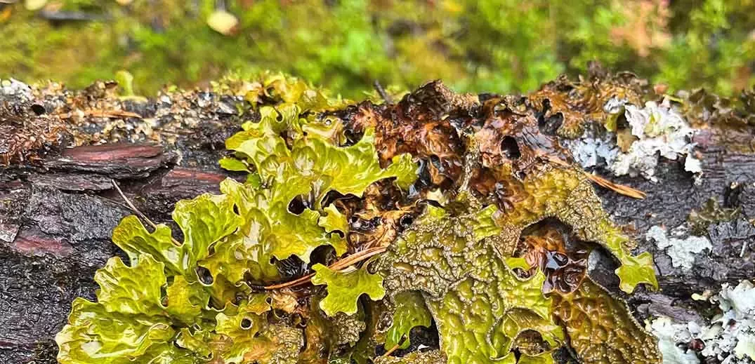 wet leaves on the tree