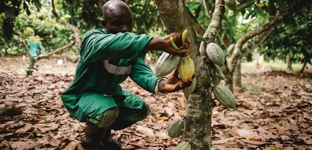 man gathering cocoa fruit harvest from tree