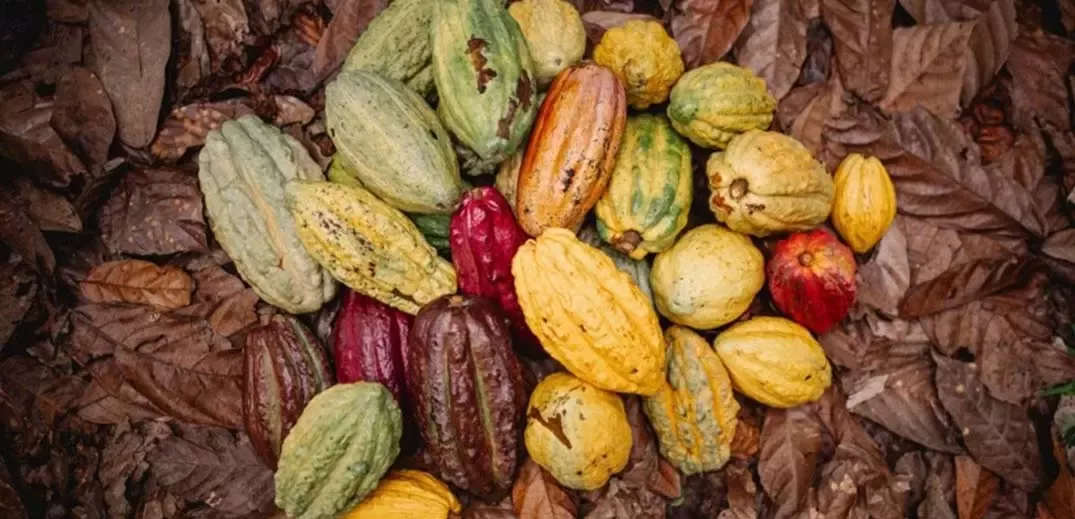 colorful cacao pods on dried leaves