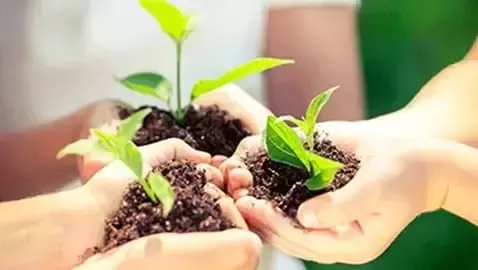 Hands holding soil and seedlings.