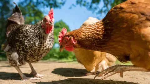 Chicken