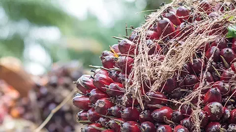 Palm oil sourcing