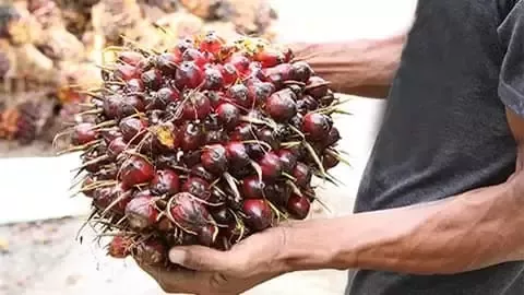 Palm oil fruits bunch.